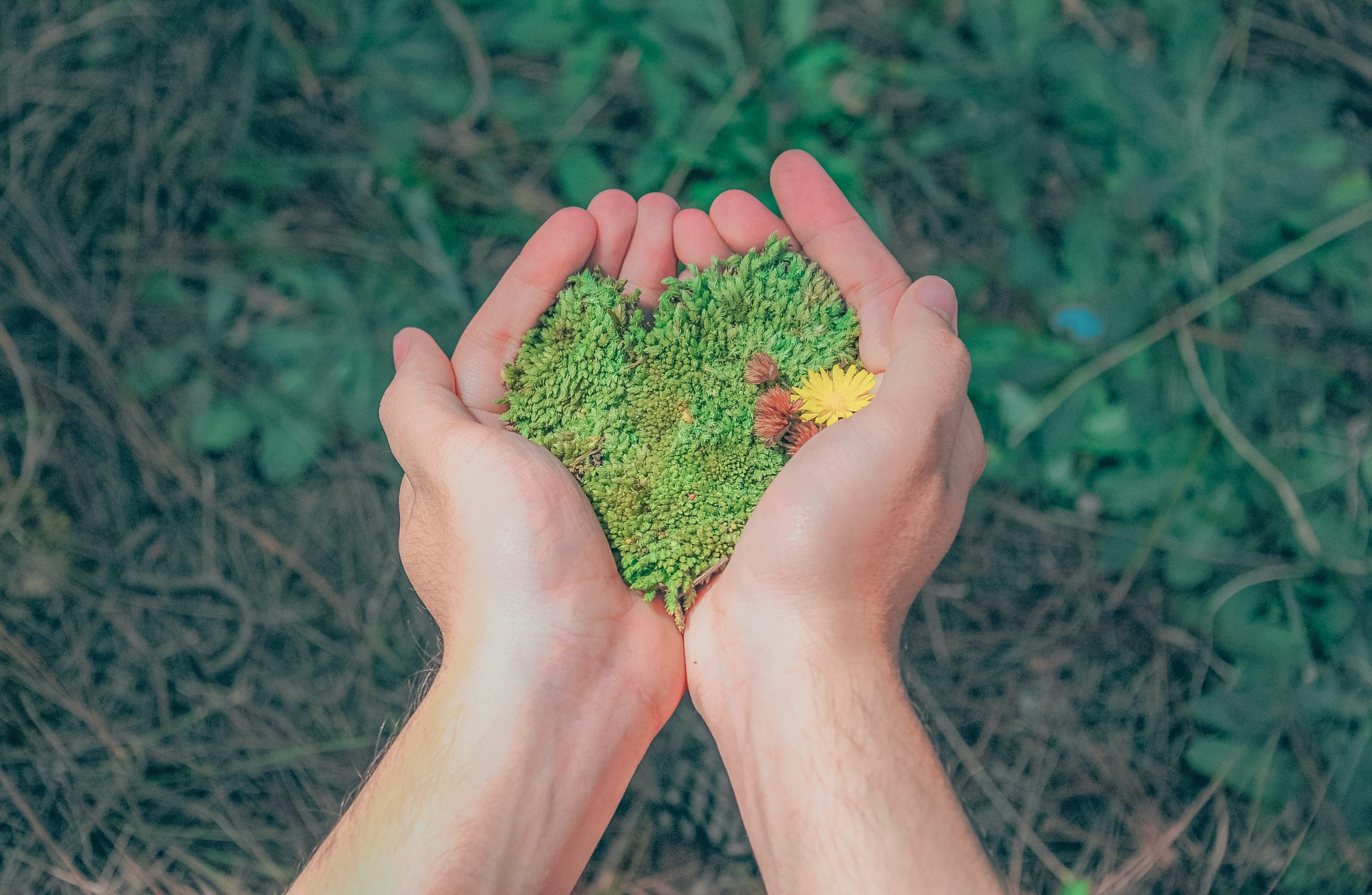 Free Person Holding Green Grains Stock Photo